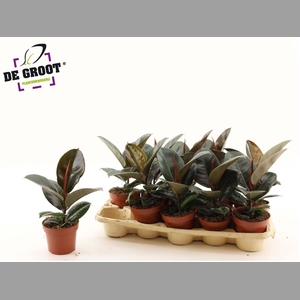 Ficus elastica 'Robusta'