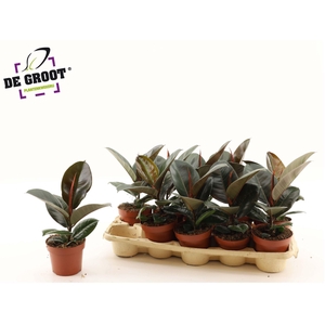 Ficus elastica 'Robusta'