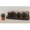 Aloe Tiki Tahi