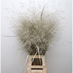 Siergras Klb Platina