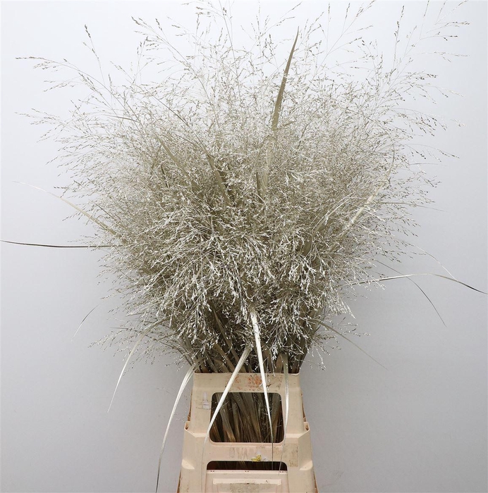 <h4>Siergras Klb Platina</h4>