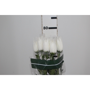 ANASTASIA WHITE 080 CM BRANCO