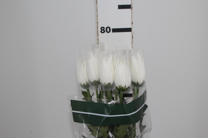 <h4>ANASTASIA WHITE 080 CM BRANCO</h4>