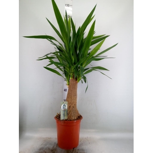 Yucca   ...