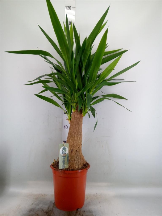 <h4>Yucca   ...</h4>