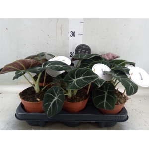 Alocasia  'Black Velvet'