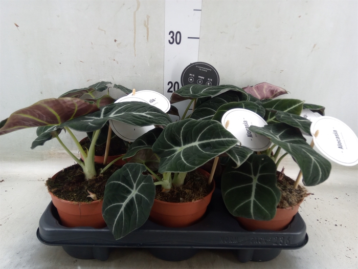<h4>Alocasia  'Black Velvet'</h4>