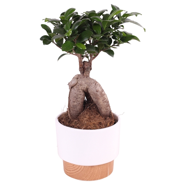 <h4>Ficus m. Ginseng ø12cm in ø13cm Crispy Clean Nº369</h4>