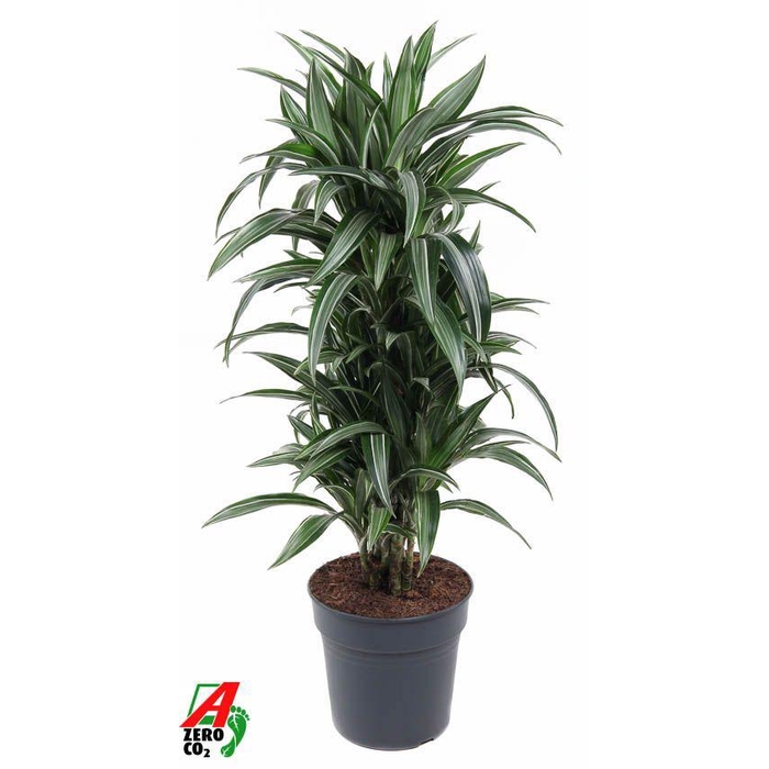 <h4>Dracaena Ulises vertakt P27</h4>