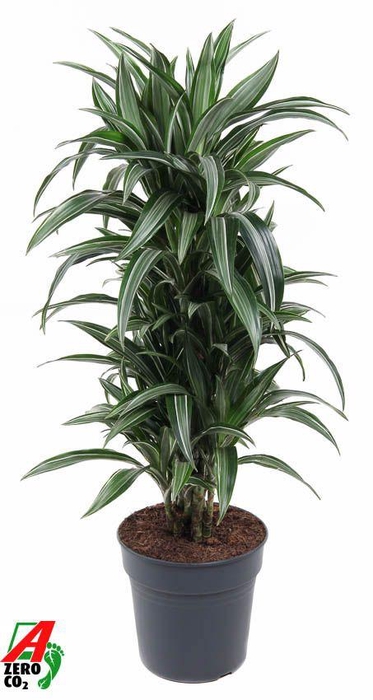 Dracaena Ulises vertakt P27