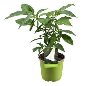 Brugmansia