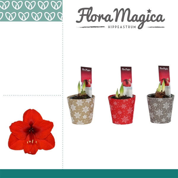<h4>Amaryllis Rood 2 Knop in Potcover Snowflake KERST</h4>