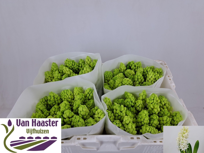 <h4>HYAC LOUVRE</h4>