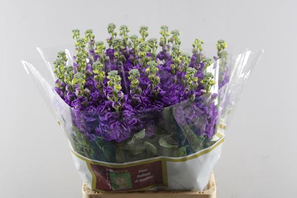 <h4>Matth Iron Purple (paars)</h4>