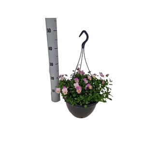 VIO WI EVO PI SHADES