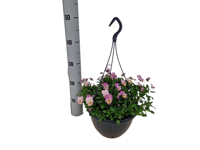 <h4>VIO WI EVO PI SHADES</h4>