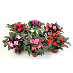Impatiens New Guinea Grp mixtray