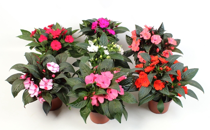 <h4>Impatiens New Guinea Grp mixtray</h4>