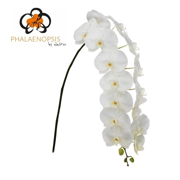 <h4>Phal Sensation White XXL 12+</h4>