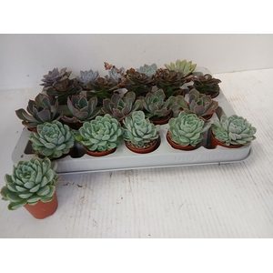 Echeveria mix 5,5Ø 10cm