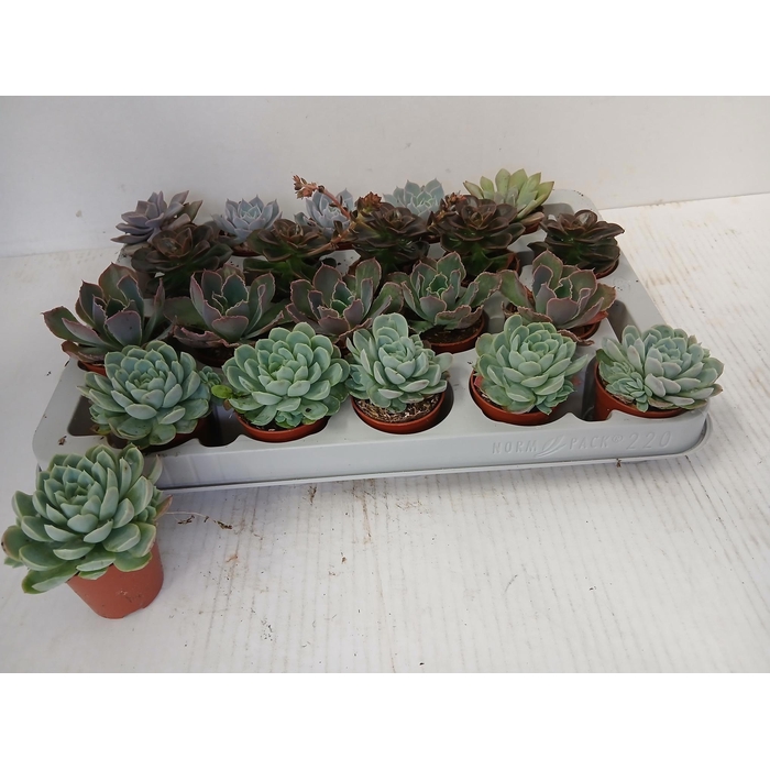 <h4>Echeveria mix 5,5Ø 10cm</h4>