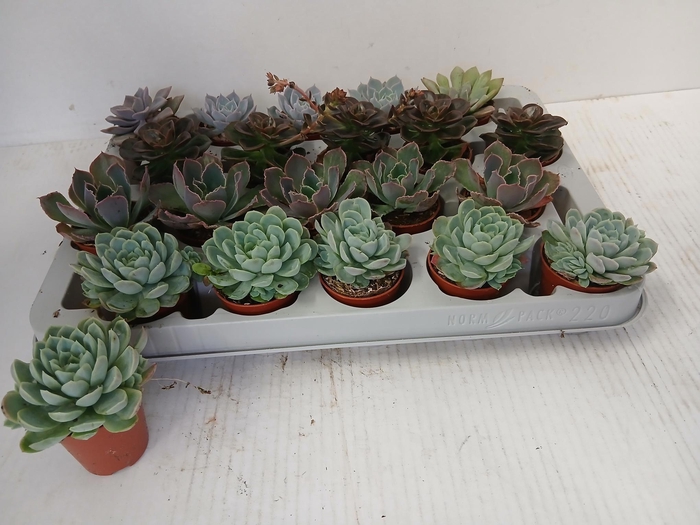 Echeveria mix 5,5Ø 10cm