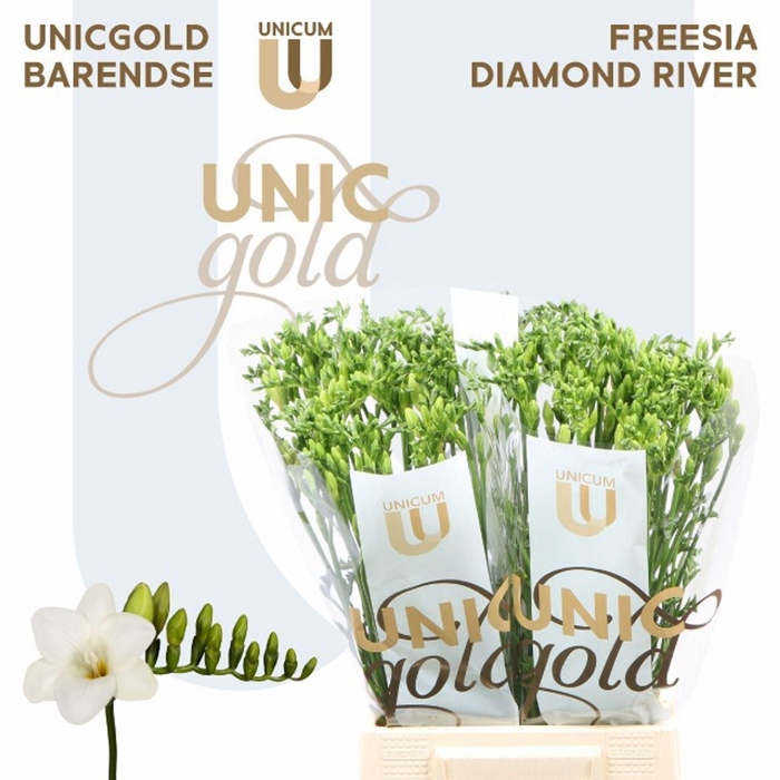 <h4>Freesia enk Diamond River</h4>