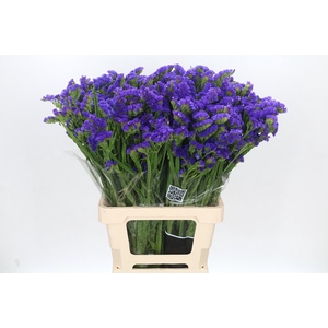 Limonium Statice Crystal Dark Blue