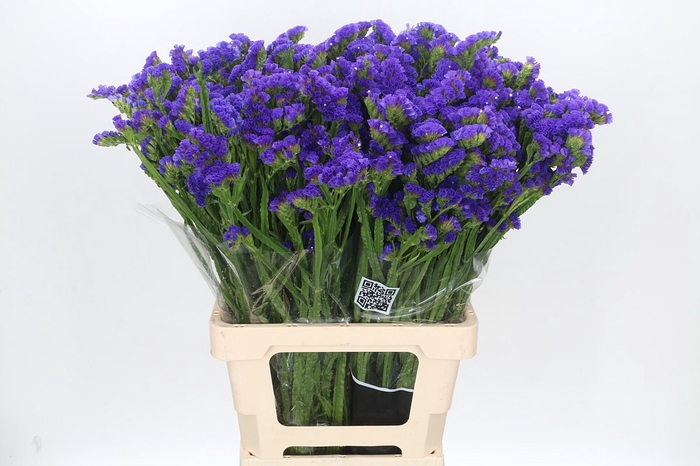 <h4>Limonium Statice Crystal Dark Blue</h4>