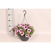 Hangpotten 23 cm Petunia Rose Vein