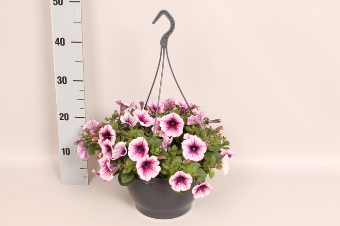 Hangpotten 23 cm Petunia Rose Vein