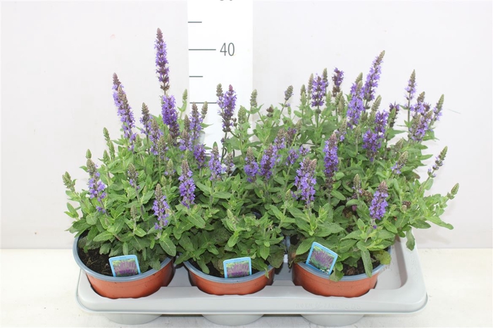 Salvia N Sens Deep Blue