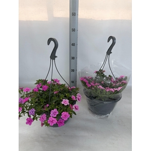 Calib Duobell Gem Pt