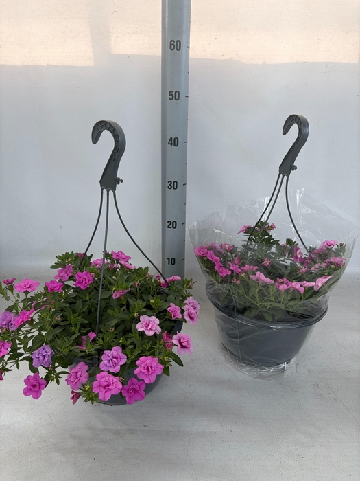 <h4>Calib Duobell Gem Pt</h4>