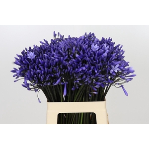Agapanthus Dr Brouwer