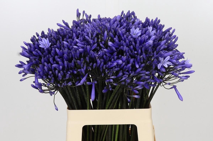 <h4>Agapanthus Dr Brouwer</h4>
