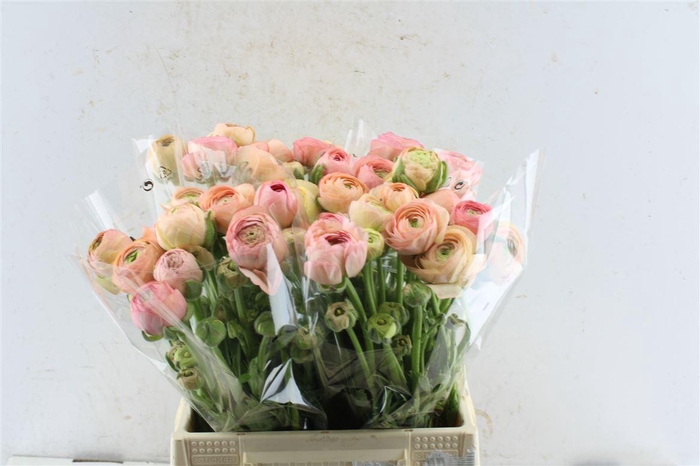 <h4>Ran El Salmon</h4>