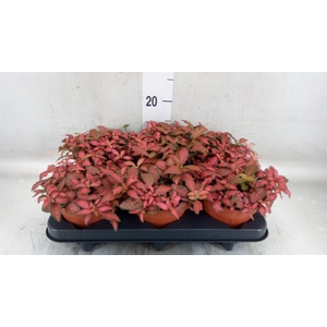 Fittonia verschaf. 'Forest Flame'