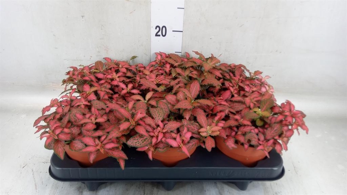 <h4>Fittonia verschaf. 'Forest Flame'</h4>