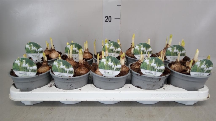 <h4>Leucojum aestivum</h4>