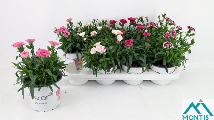 <h4>DIAN GEMENGD</h4>