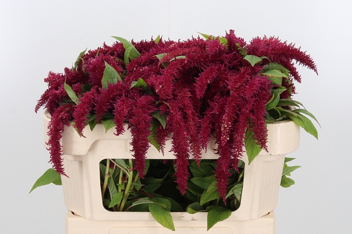 <h4>Amar Ca Red Spider</h4>