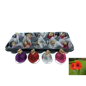 BLOEMBOL HIPPEASTRUM