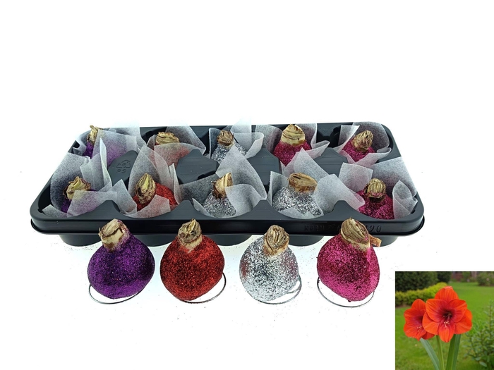 <h4>BLOEMBOL HIPPEASTRUM</h4>