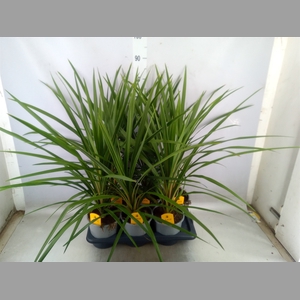 Cordyline indivisa 'Peko'