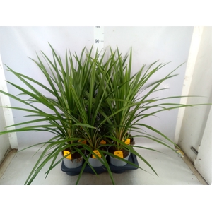 Cordyline indivisa 'Peko'