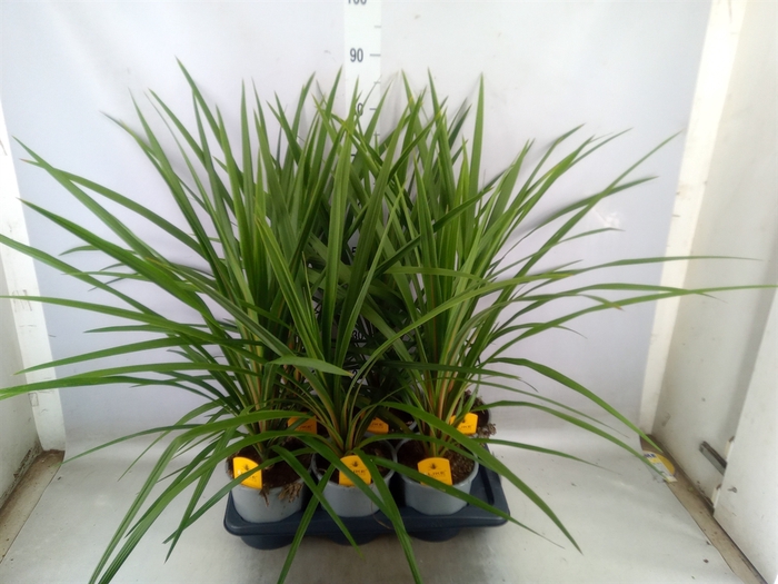 <h4>Cordyline indivisa 'Peko'</h4>