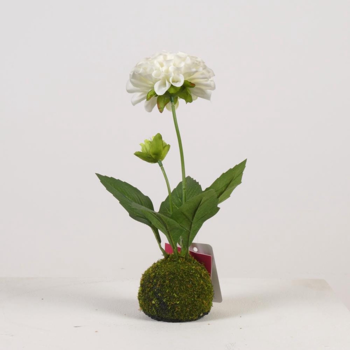 <h4>AF Dahlia x2/Moss Ball H27cm W</h4>