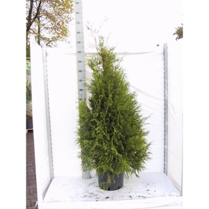 Thuja occidentalis 'Brabant'