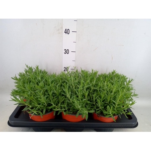 Lavandula angus. 'Hidcote'